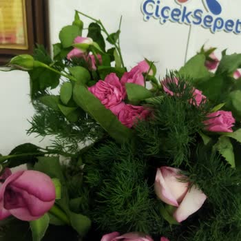 Özel Günümüzde Solmuş Ve Susuz Güller Hayal Kırıklığı Yarattı