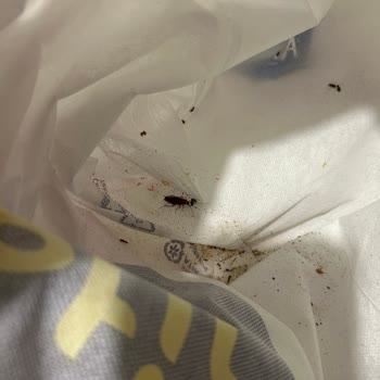 Getir'den Aldığım Siparişte Böcekli Ve Çürük Ürünler Teslim Edildi, Müşteri Hizmetlerinden Yanıt Alamadım