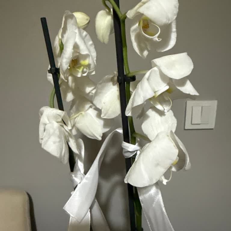 Solmuş Orkide Teslimatı Ve Yetersiz Çözüm Talebi