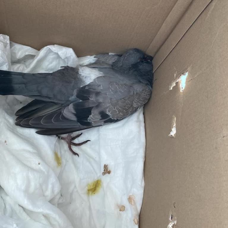 Pet Smile Oran Clinic'te Güvercin İçin Yetersiz İlgi Ve Haksız Ücret Talebi