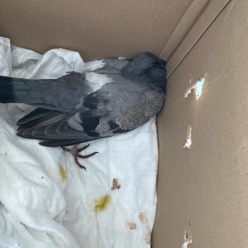 Pet Smile Oran Hizmet Kalitesi Ve Duyarsızlık!