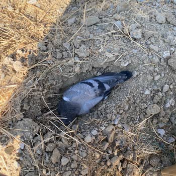 Pet Smile Oran Hizmet Kalitesi Ve Duyarsızlık!