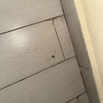 Otel Odasında Böcek Sorunu Ve Yetersiz Çözüm