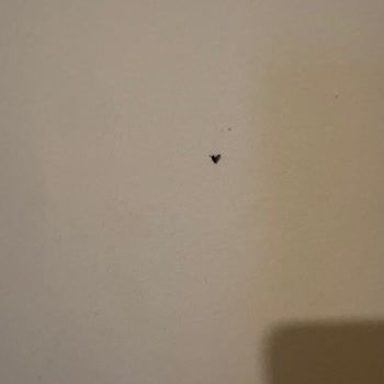 Otel Odasında Böcek Sorunu Ve Yetersiz Çözüm