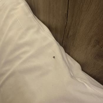 Otel Odasında Böcek Sorunu Ve Yetersiz Çözüm