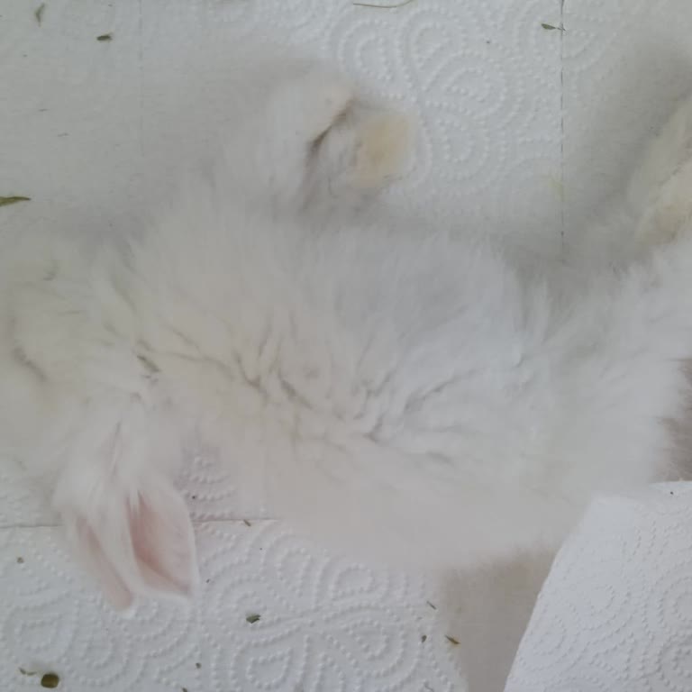 Satın Aldığım Tavşanın Ölümü Ve Petshop'un İlgisizliği Nedeniyle Mağduriyet Yaşadım