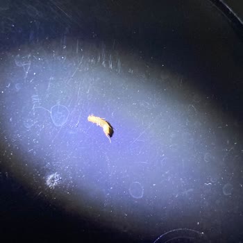 Bozuk Pirinç Unu Ve Kurtçuk Sorunu: Şok Market Ve Piyale'den Çözüm Alamıyorum