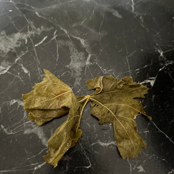 Aldığım Salamura Yapraklar Eski Çıktı, Firma İade Talebime Yanıt Vermedi