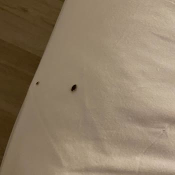 Pelit Boutique Hotel'de Hijyen Sorunları