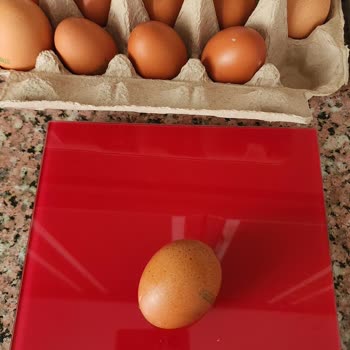 Organik Yumurtalarda Küçük Boyut Ve Kötü Koku Mağduriyeti