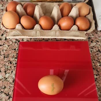 Organik Yumurtalarda Küçük Boyut Ve Kötü Koku Mağduriyeti