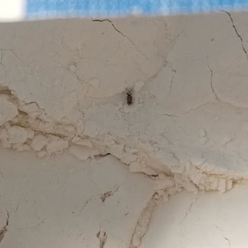 BİM Efsane Un İçinde Böcek