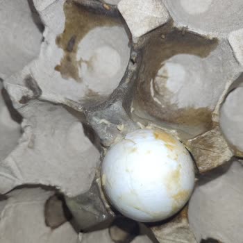 Aldığım Yumurtalarda Kurtçuk Çıktı, Mağaza İlgisiz Kaldı