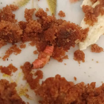 Eti Gıda Topkek Kakaolunun İçin Çıkan Madde