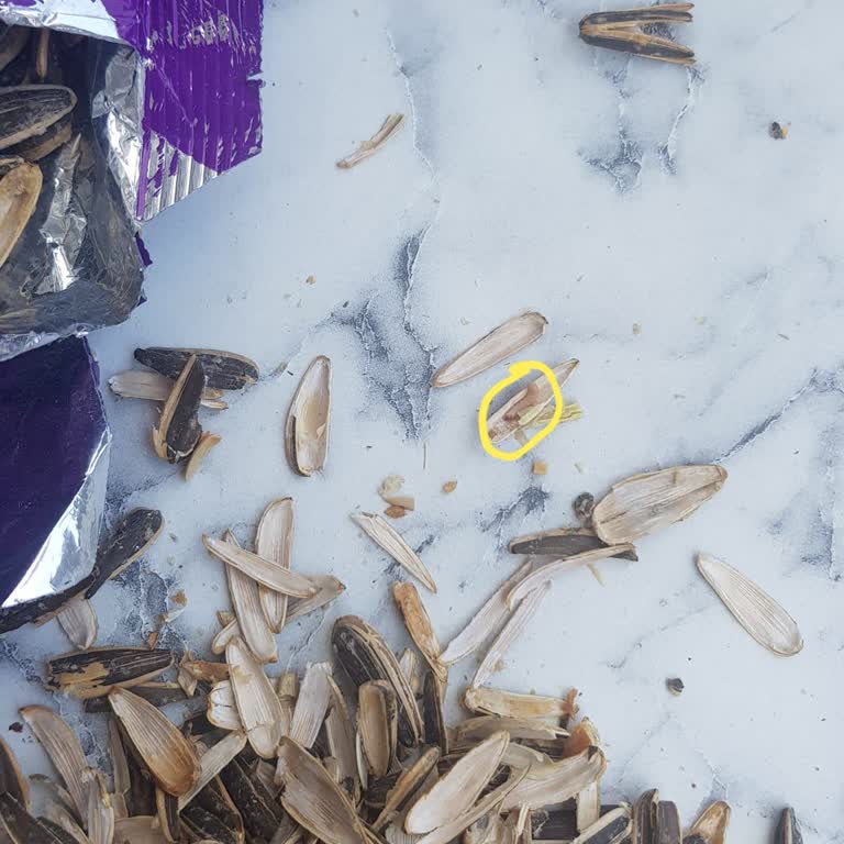 Aldığım Çekirdeğin İçinden Kurt Çıktı, Şok Marketten Dönüş Alamadım