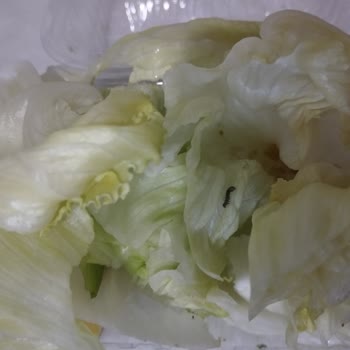 Çiğ Köfte Siparişimde Canlı Kurt Ve Hijyen Sorunu