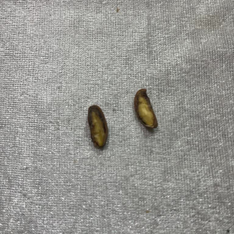 Aldığım Antep Fıstıkları Bayat Ve Küflü Çıktı Sağlığım Riske Girdi