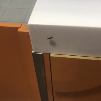 Popeyes 212 AVM Şubesinde Hijyen Sorunu Ve İlgisiz Personel Deneyimi