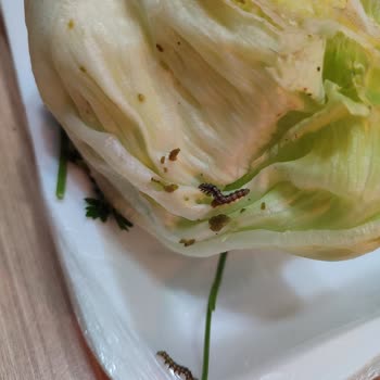 Paket Çiğköftede Tırtıl Çıkması Hijyen Ve Güvenimi Sarstı