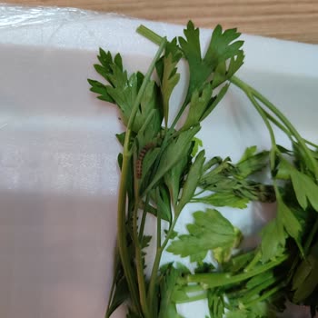 Paket Çiğköftede Tırtıl Çıkması Hijyen Ve Güvenimi Sarstı