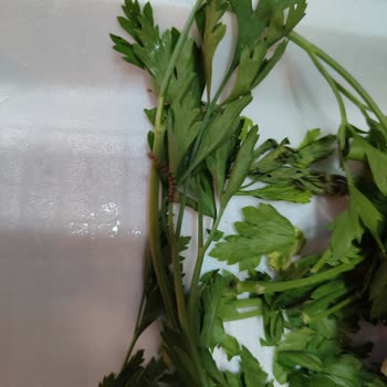 Paket Çiğköftede Tırtıl Çıkması Hijyen Ve Güvenimi Sarstı