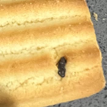 Bebek Bisküvisinden Böcek Çıktı, Mağduriyetimin Giderilmesini İstiyorum