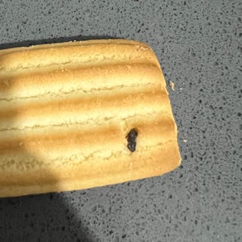 Bebek Bisküvisinden Böcek Çıktı, Mağduriyetimin Giderilmesini İstiyorum