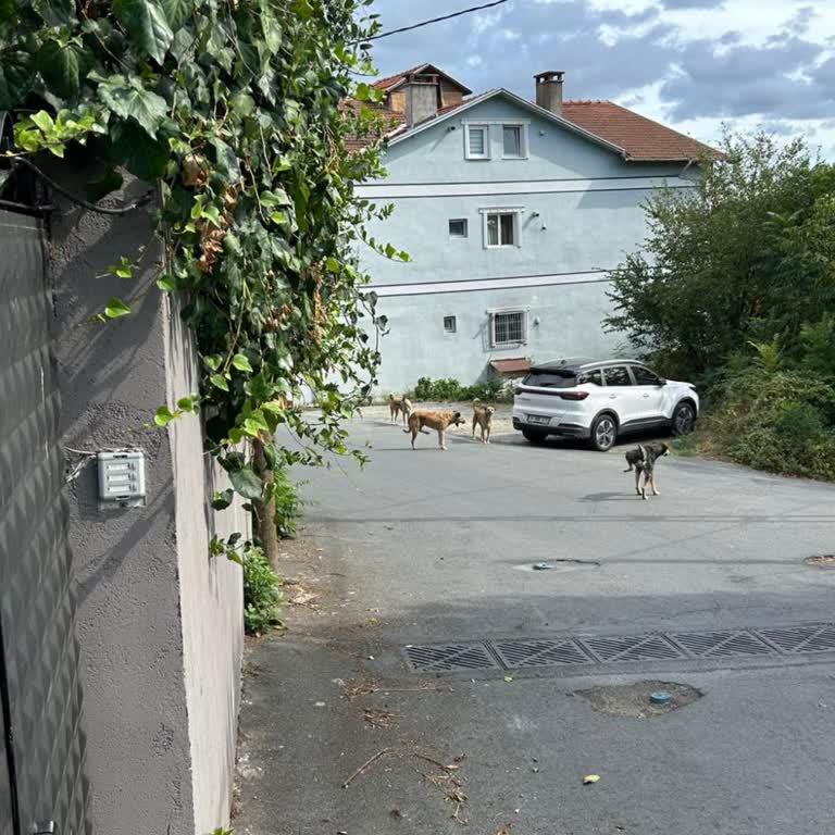 Sokakta Saldırgan Köpekler Mahalle Sakinlerinin Güvenliğini Tehdit Ediyor