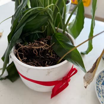 Sipariş Verdiğim Çiçek Solmuş Ve Özensiz Teslim Edildi Müşteri Hizmetleri Çözüm Sunmadı