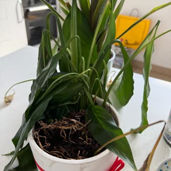 Sipariş Verdiğim Çiçek Solmuş Ve Özensiz Teslim Edildi Müşteri Hizmetleri Çözüm Sunmadı