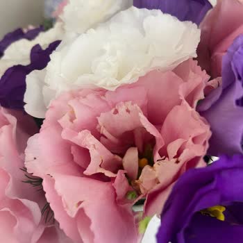 Çürük Çiçekler Ve Tırtıl Şoku Sonrası Çözüm Bekliyorum