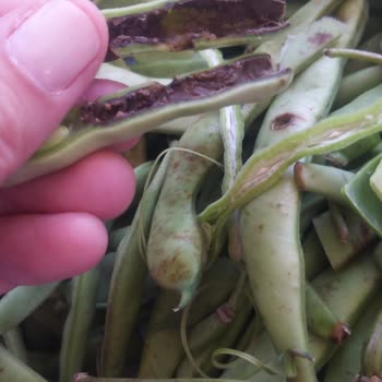Arçelik Buzdolabında FullFresh Özelliği Çalışmıyor, Sağlığım Tehlikede Ve Değişim Talebim Reddedildi