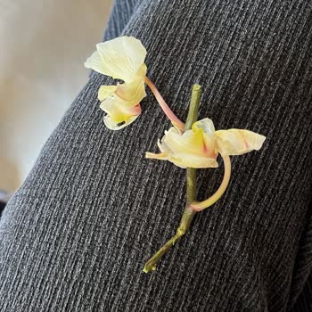 Yurtiçi Kargo Sipariş Ettiğim Orkide Geç ve Ezilmiş Halde Teslim Edildi Üstelik Solmuş Çıktı