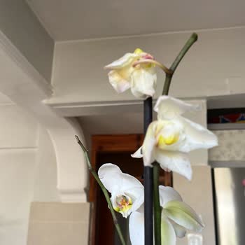 Yurtiçi Kargo Sipariş Ettiğim Orkide Geç ve Ezilmiş Halde Teslim Edildi Üstelik Solmuş Çıktı