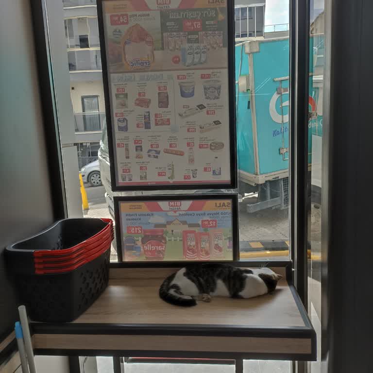 BİM Mağaza İçinde Sürekli Kedi Bulunması Alışveriş Deneyimimizi Olumsuz Etkiliyor