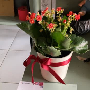 Yanlış Ürün Gönderimi Ve Müşteri Hizmetlerine Ulaşılamıyor: Ücret İademi Talep Ediyorum