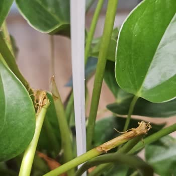 Hasarlı Ve Eksik Teslimat İle Mağduriyet Yaşadım, Ücret İadesi Talep Ediyorum