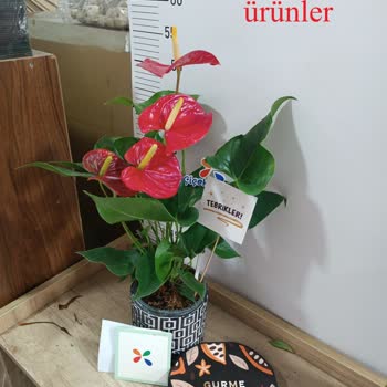 Hasarlı Ve Eksik Teslimat İle Mağduriyet Yaşadım, Ücret İadesi Talep Ediyorum