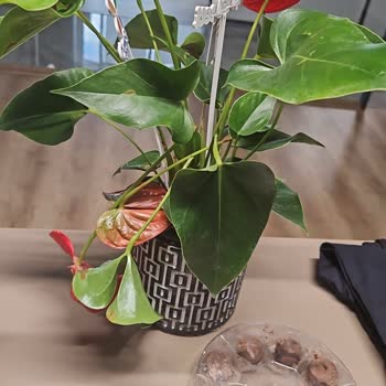 Hasarlı Ve Eksik Teslimat İle Mağduriyet Yaşadım, Ücret İadesi Talep Ediyorum