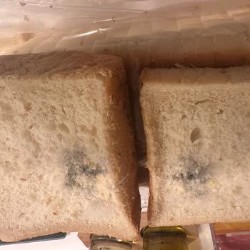 Aldığım Tost Ekmeği Küflü Çıktı, Hayal Kırıklığı Yaşadım