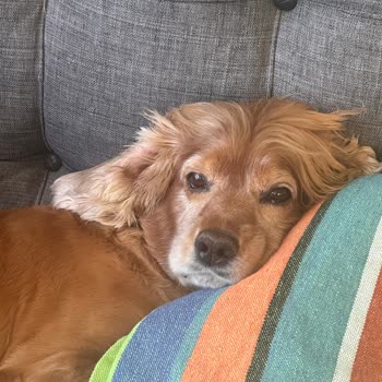 Ameliyat Sonrası Köpeğimin Ani Ölümü Ve Açıklama Yapılmaması