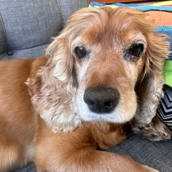 Ameliyat Sonrası Köpeğimin Ani Ölümü Ve Açıklama Yapılmaması