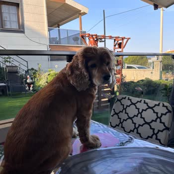 Ameliyat Sonrası Köpeğimin Ani Ölümü Ve Açıklama Yapılmaması