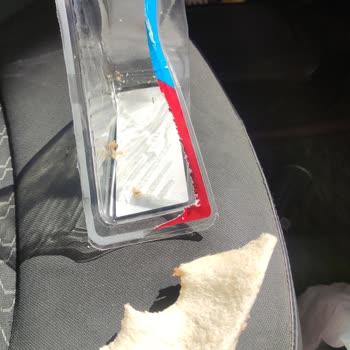 Dardanel Sandviçin İçinde Hamam Böceği Parçası Buldum, Sağlığım Ve Güvenim Sarsıldı