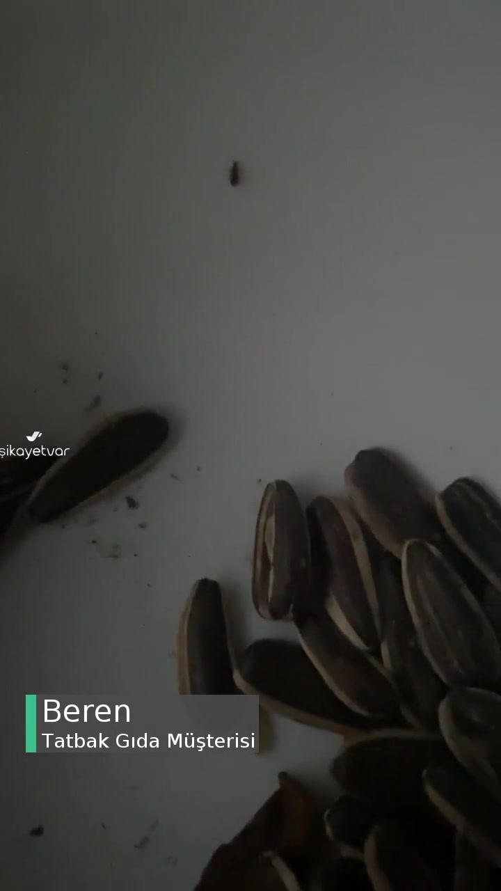 Tatbak Kuruyemişlerinde Böcek Var videonun kapak resmi