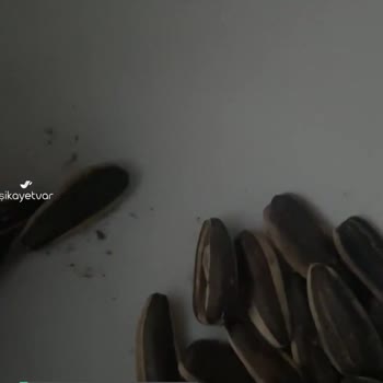 Tatbak Kuruyemişlerinde Böcek Var
