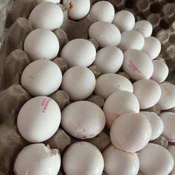 Kırık Yumurtalar Teslim Edildi, İade Yapılmadı