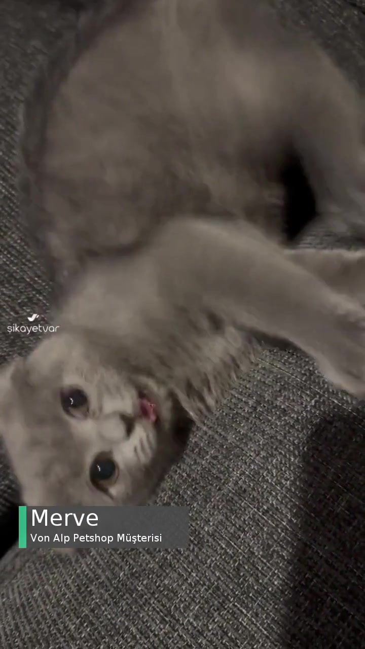 Von Alp Petshop Epilepsi Hastası Kedi Satıyorlar! videonun kapak resmi