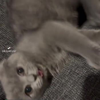 Von Alp Petshop Epilepsi Hastası Kedi Satıyorlar!