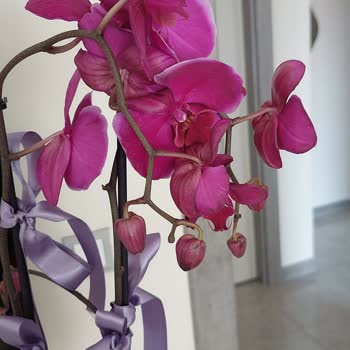 Solmuş Orkide Ve Yetersiz Müşteri Hizmetleri Deneyimi